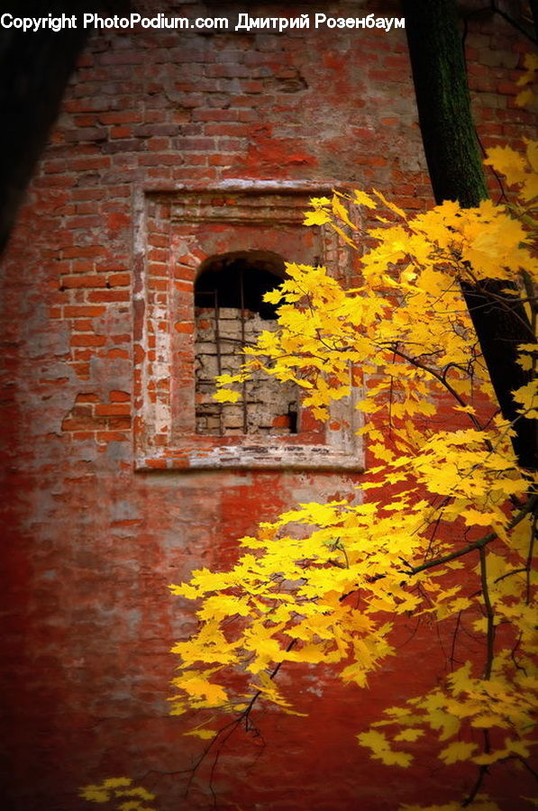 Brick, Maple, Tree, Wood, Tree Trunk, Maple Leaf, Plant