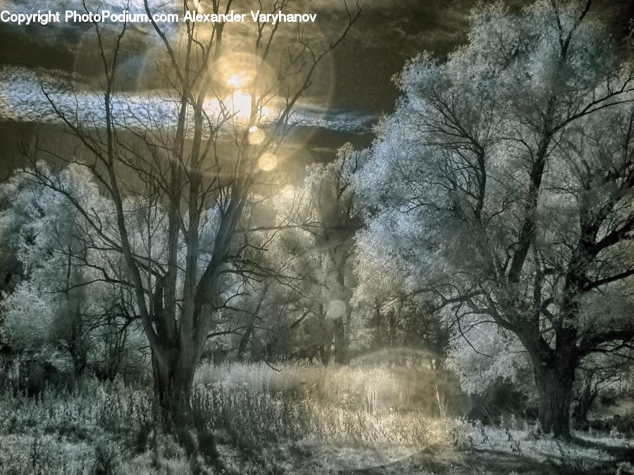 Frost, Ice, Outdoors, Snow, Fog, Mist, Flare