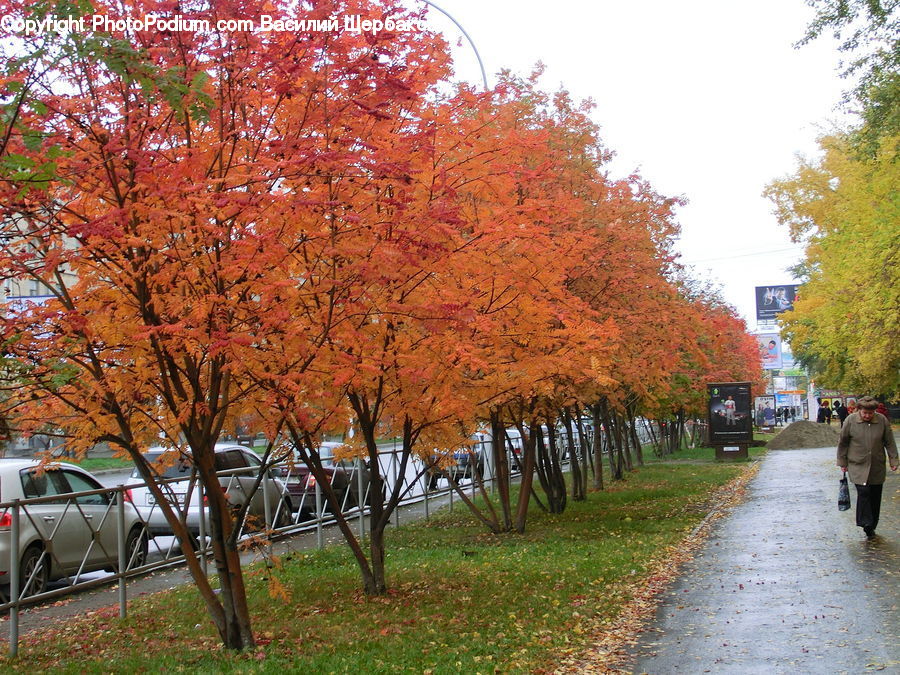 Automobile, Car, Vehicle, Maple, Tree, Wood, Plant