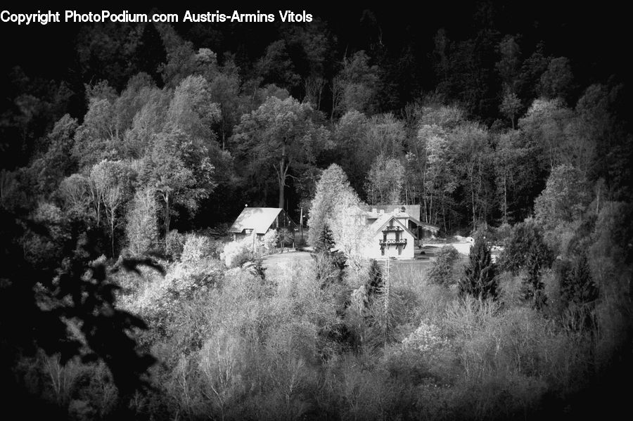 Bush, Plant, Vegetation, Forest, Building, Cottage, Housing