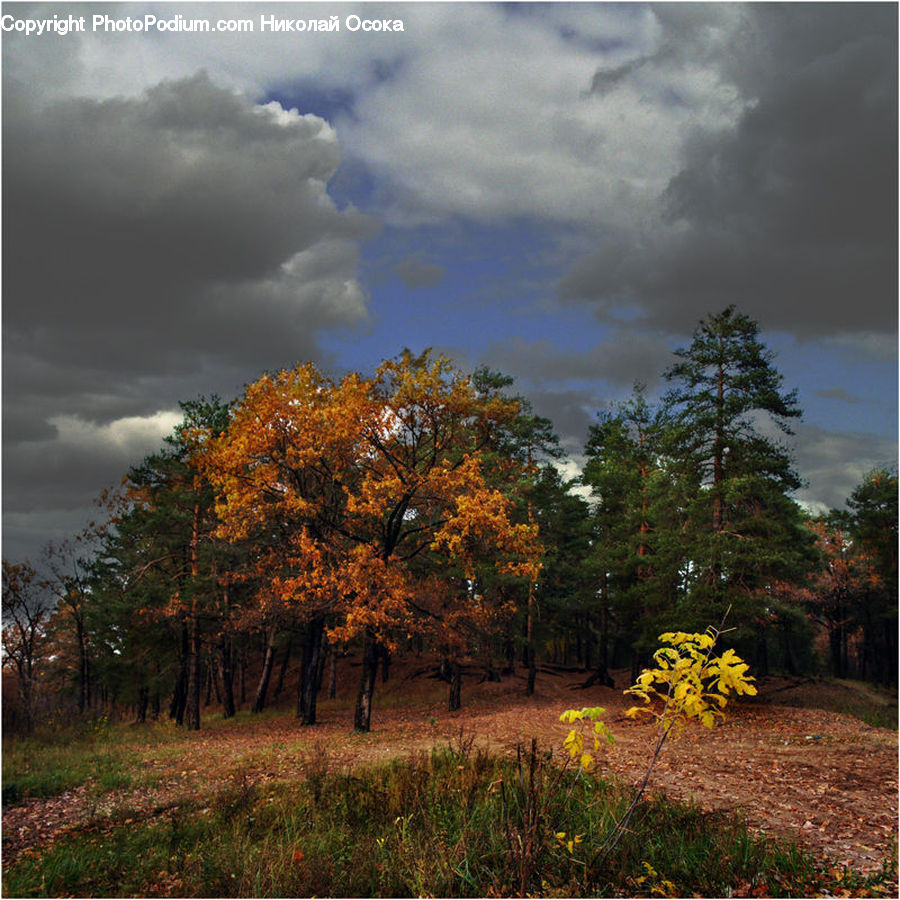 Conifer, Larch, Tree, Wood, Fir, Pine, Plant