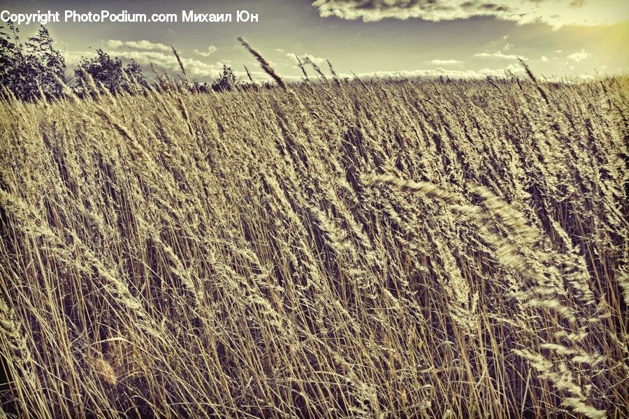 Field, Grass, Grassland, Plant, Grain, Wheat, Reed