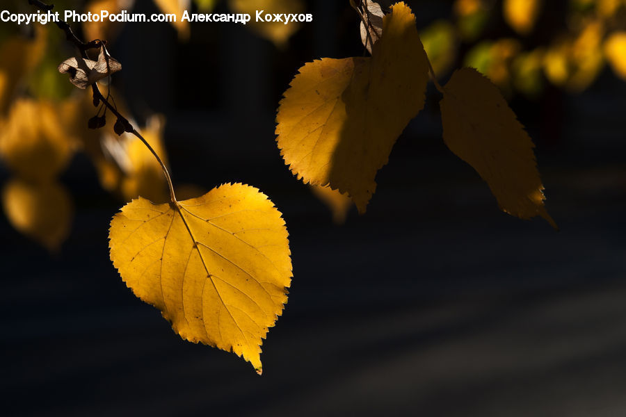 Blossom, Flora, Flower, Plant, Petal, Maple, Maple Leaf