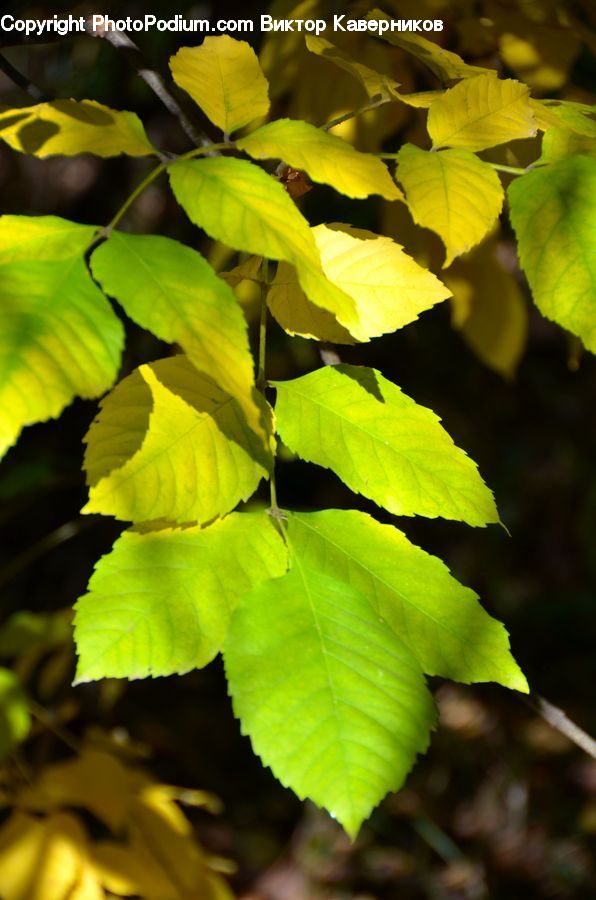 Blossom, Flora, Flower, Plant, Oak, Tree, Wood