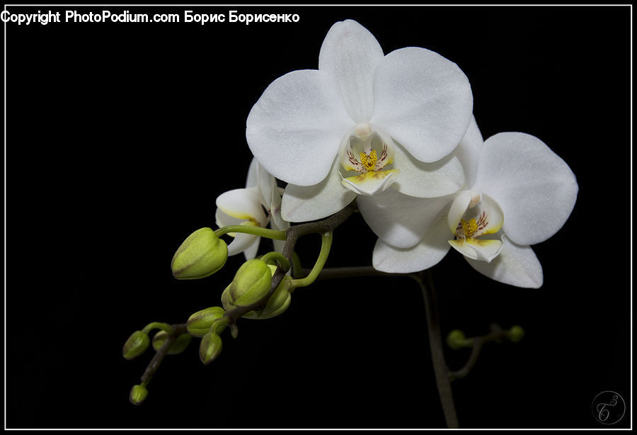 Blossom, Flora, Flower, Orchid, Plant, Petal, Lily