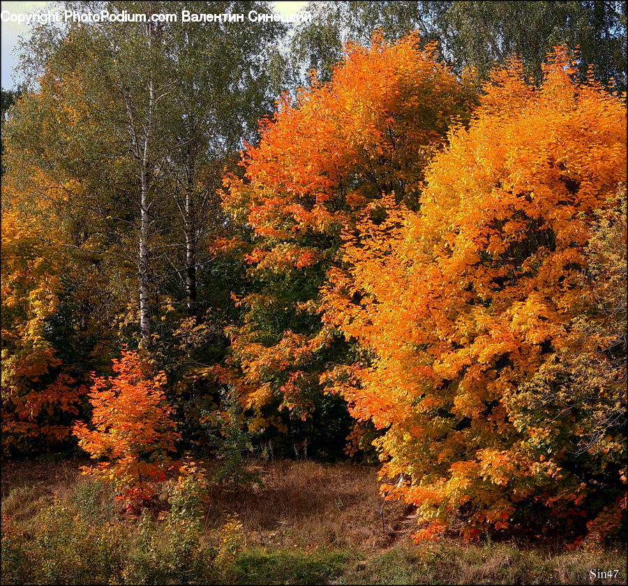 Conifer, Fir, Plant, Tree, Forest, Vegetation, Birch