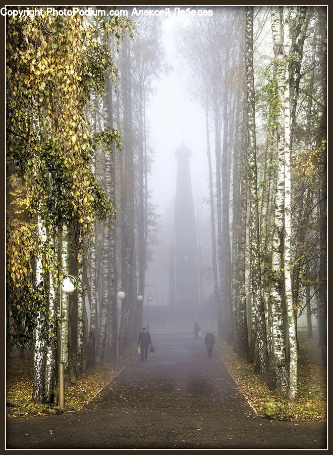 Fog, Light, Forest, Vegetation, Dirt Road, Gravel, Road