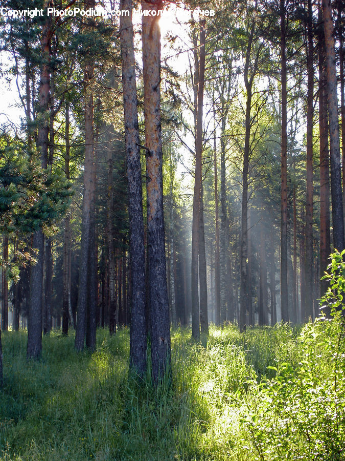 Forest, Vegetation, Grove, Land, Conifer, Fir, Plant