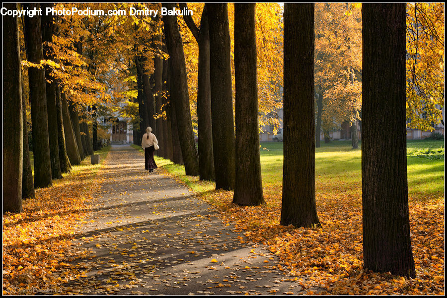 Boardwalk, Path, Pavement, Sidewalk, Walkway, Plant, Tree