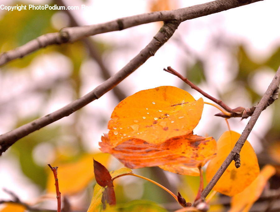 Fruit, Persimmon, Birch, Tree, Wood, Blossom, Flora