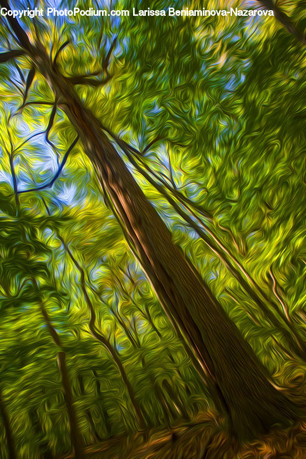 Bamboo, Plant, Wood, Field, Grass, Grassland, Conifer