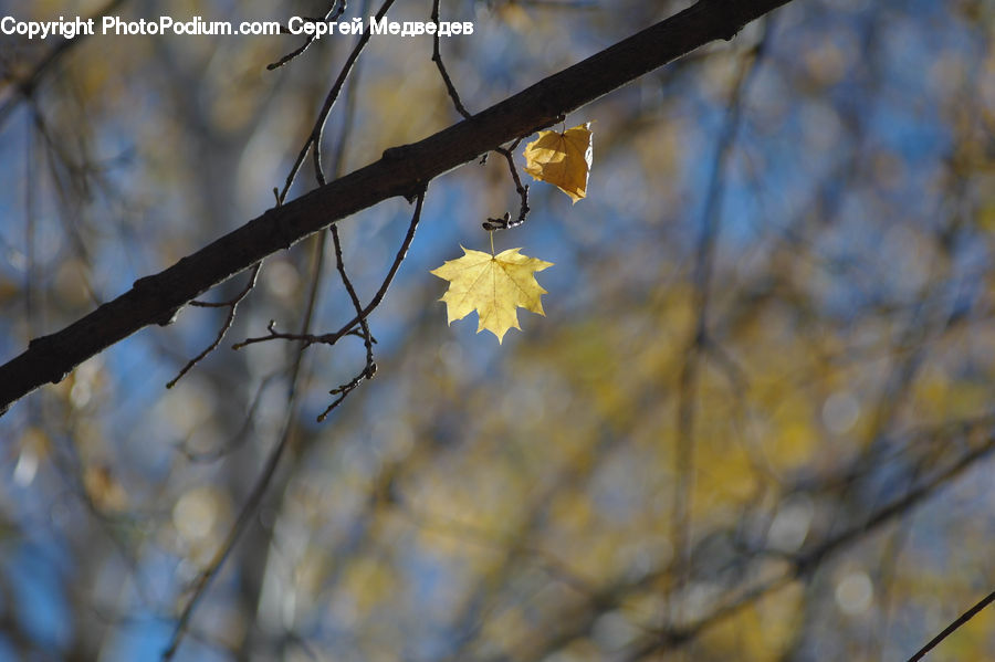 Blossom, Flora, Flower, Plant, Cherry Blossom, Birch, Tree