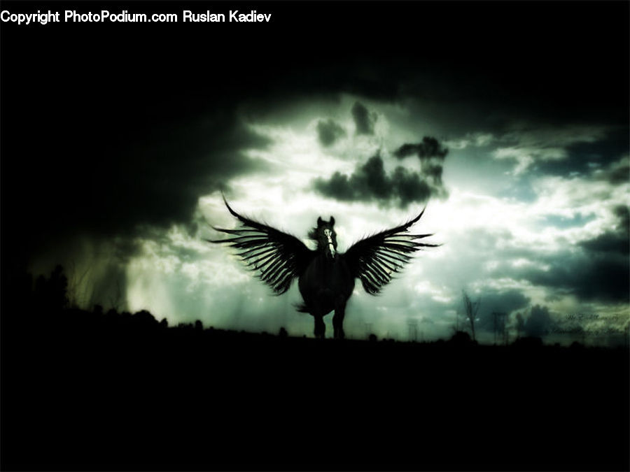 Bird, Condor, Vulture, Angel, Silhouette, Blackbird, Crow