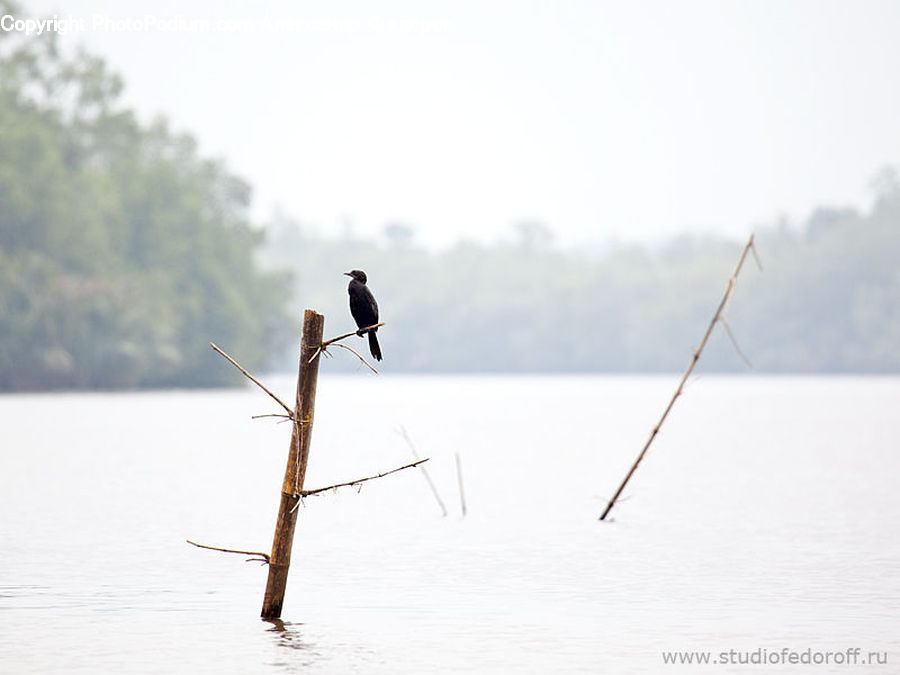 Bird, Blackbird, Leisure Activities, Bee Eater