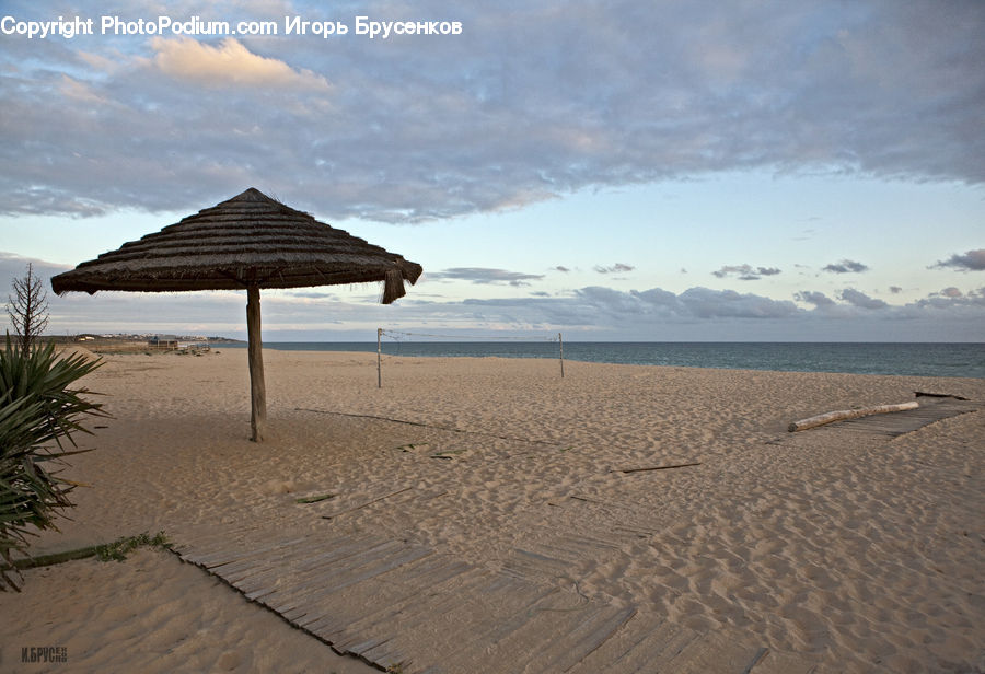 Plant, Potted Plant, Beach, Coast, Outdoors, Sea, Water