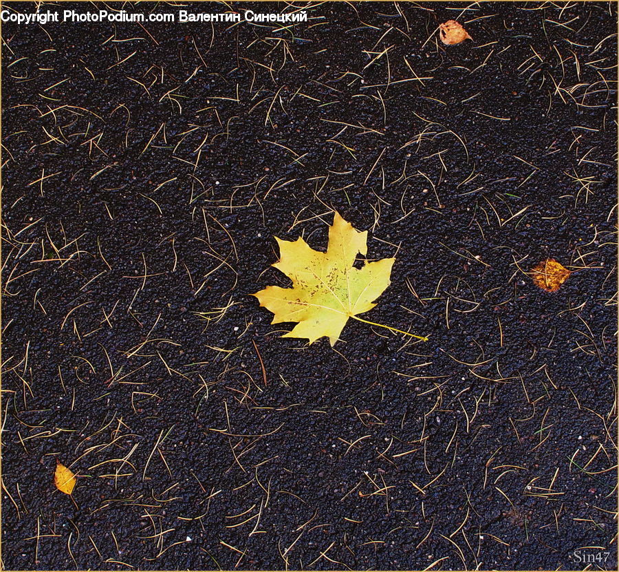 Asphalt, Tarmac, Carpet, Home Decor, Maple, Maple Leaf, Plant