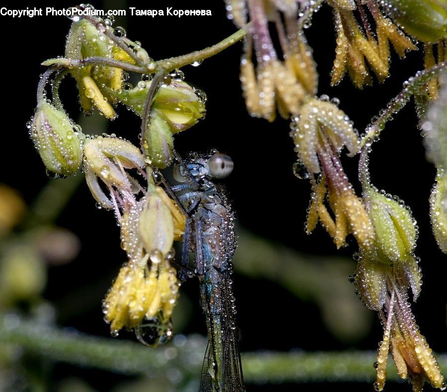 Flora, Pollen, Mammal, Sea Life, Seahorse, Aphid, Insect