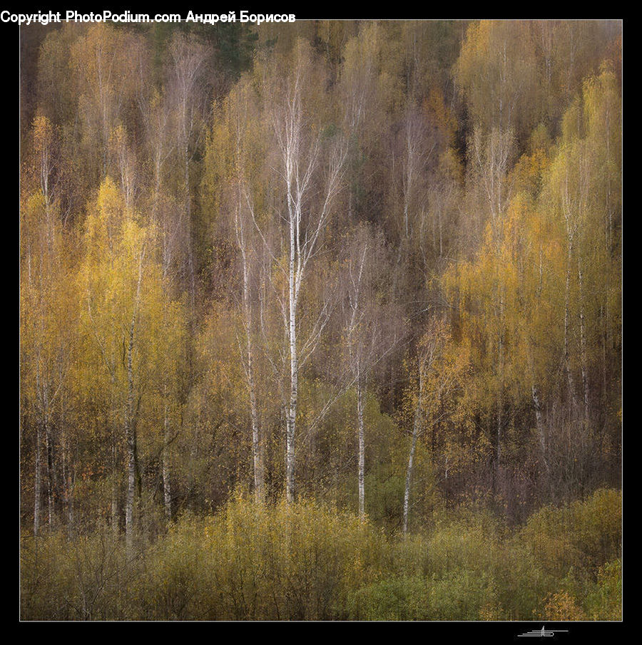 Field, Grass, Grassland, Plant, Land, Outdoors, Tree