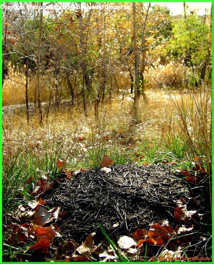 Plant, Potted Plant, Agaric, Amanita, Fungus, Mushroom, Vegetation
