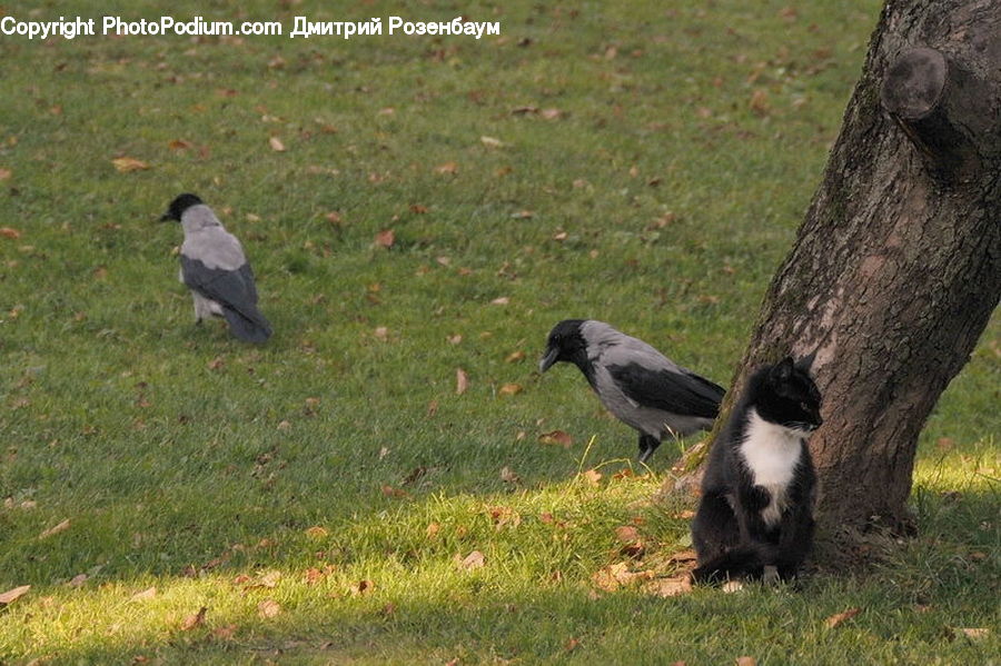 Bird, Blackbird, Crow, Magpie, Animal, Zoo, Outdoors