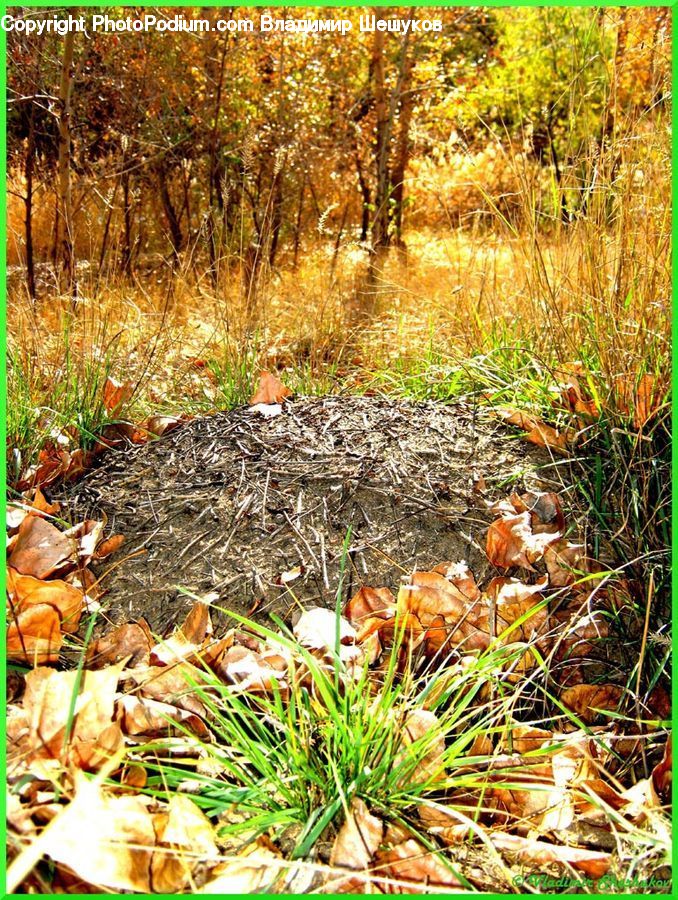 Barrow, Wheelbarrow, Agaric, Amanita, Fungus, Mushroom, Plant