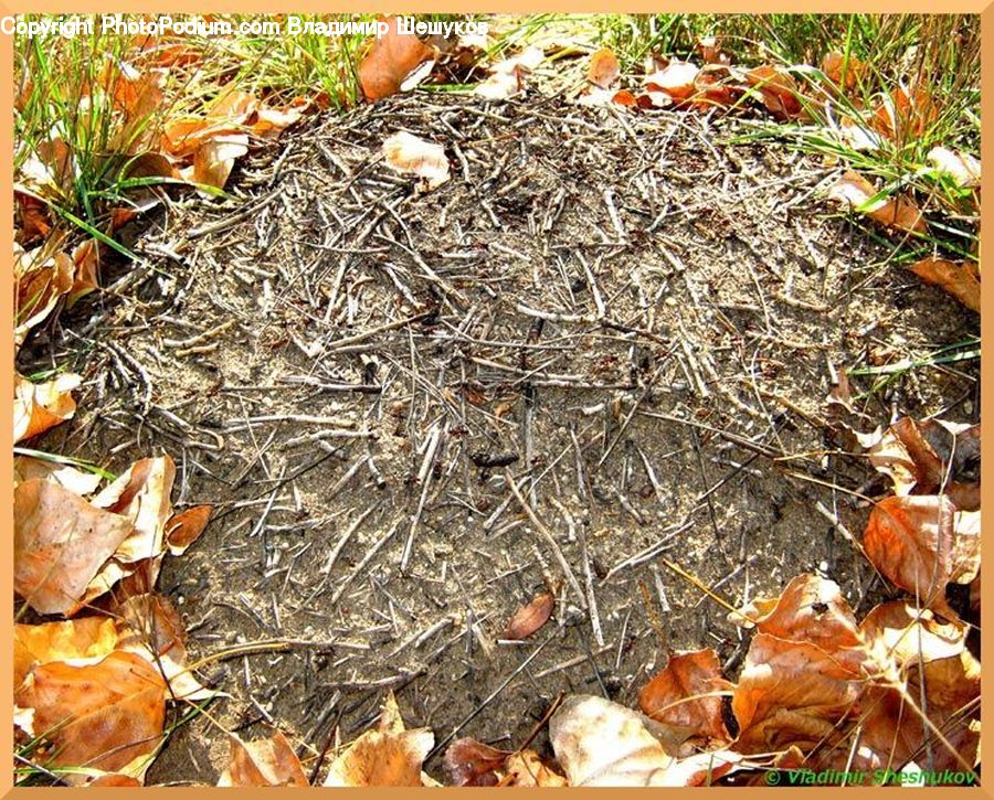 Plant, Potted Plant, Carrot, Root, Vegetable, Food, Seafood