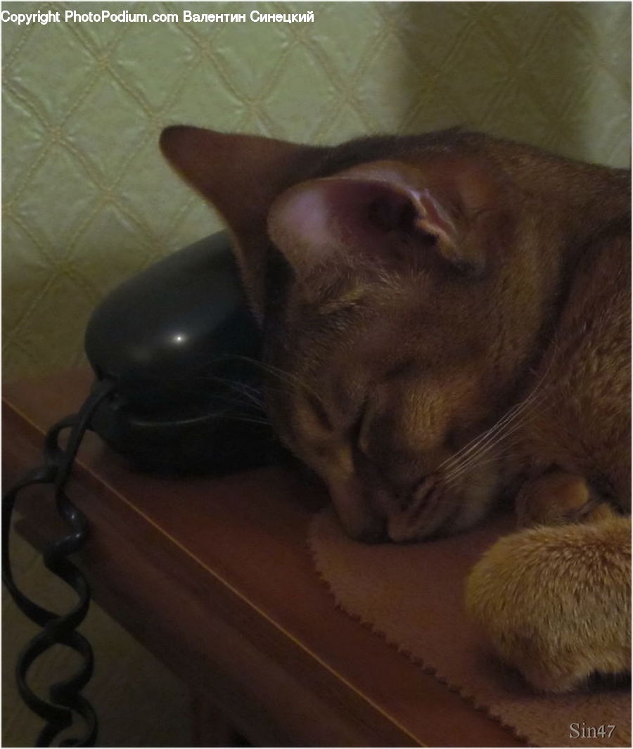 Coil, Spiral, Abyssinian, Animal, Cat, Mammal, Pet