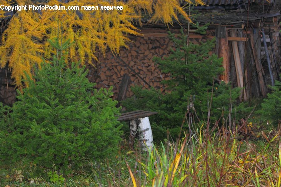 Conifer, Fir, Plant, Tree, Outhouse, Shack, Brick