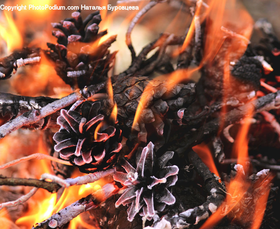 Bbq, Food, Bonfire, Campfire, Camping, Fire, Flame