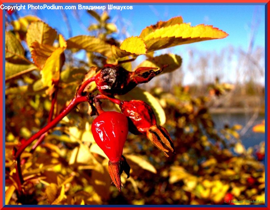 Pepper, Produce, Vegetable, Plant, Carnival, Festival, Parade