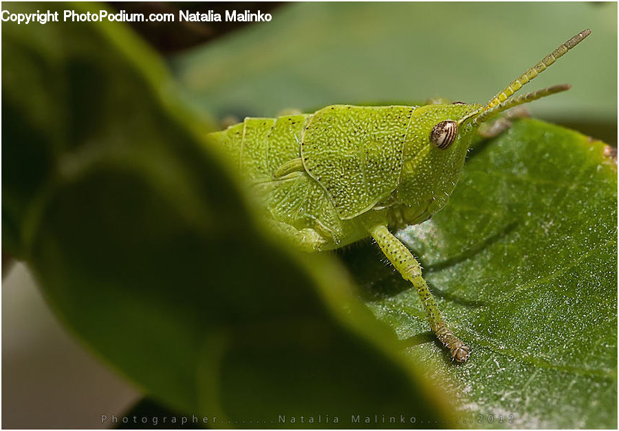Cricket Insect, Grasshopper, Insect, Invertebrate
