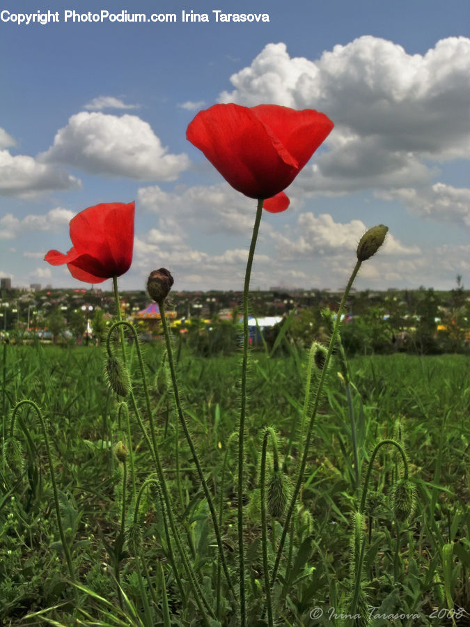 Blossom, Flora, Flower, Plant, Poppy, Tulip, Petal