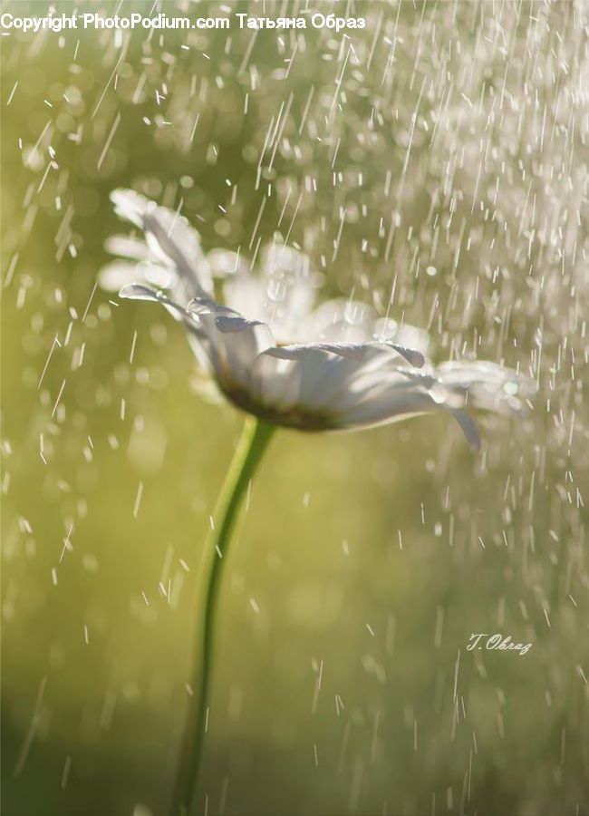 Field, Grass, Grassland, Plant, Blossom, Flora, Flower