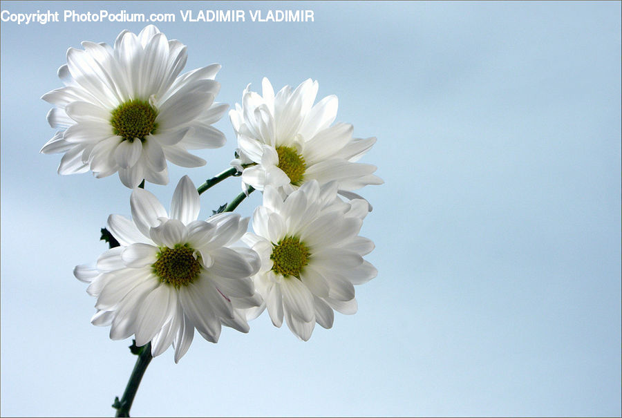 Daisies, Daisy, Flower, Plant, Blossom, Flora, Cosmos