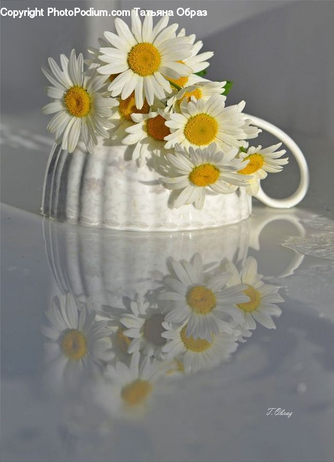 Daisies, Daisy, Flower, Plant, Lily, Pond Lily, Blossom