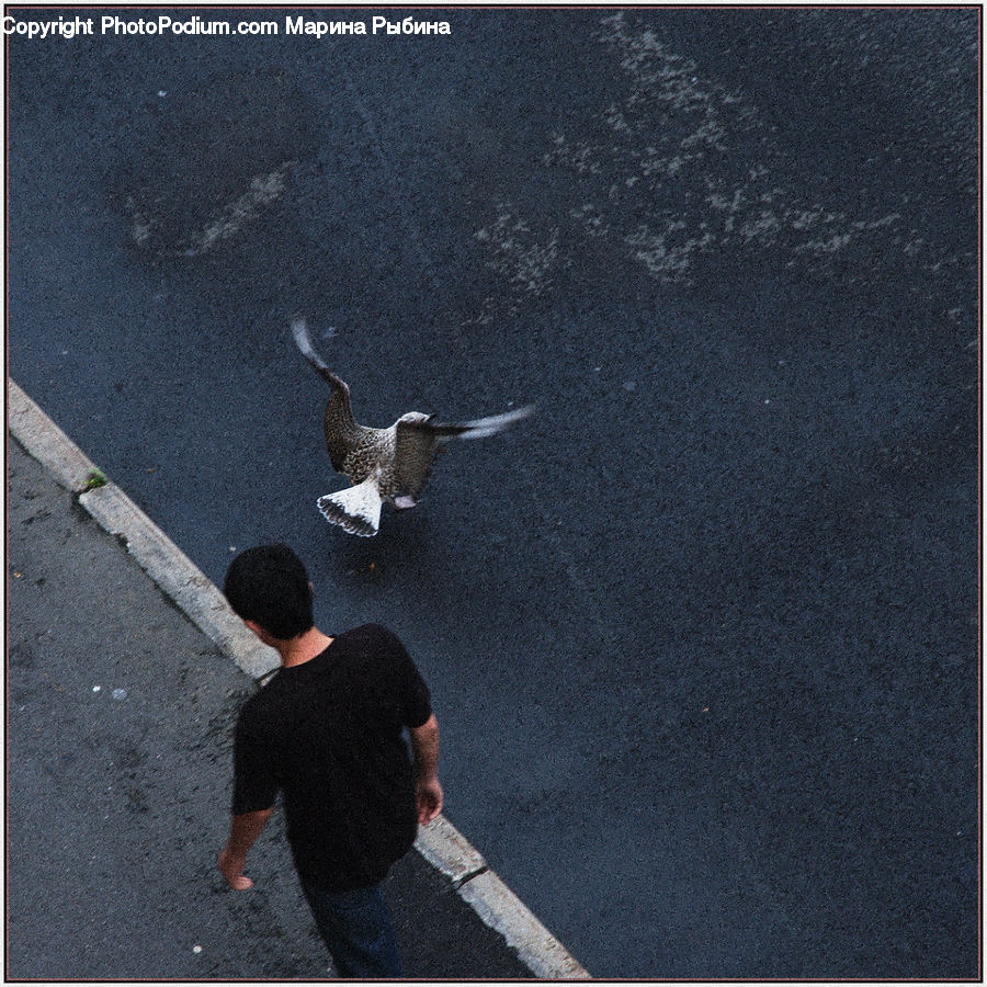 People, Person, Human, Bird, Seagull, Asphalt, Tarmac