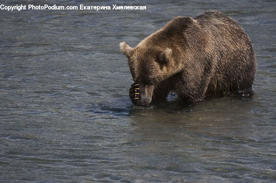 Animal, Bear, Mammal, Brown Bear
