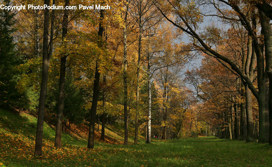 Forest, Vegetation, Birch, Tree, Wood, Grove, Land