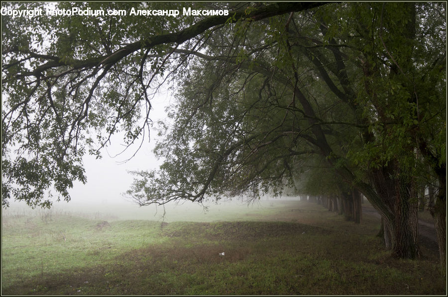 Fog, Forest, Vegetation, Mist, Outdoors, Dirt Road, Gravel