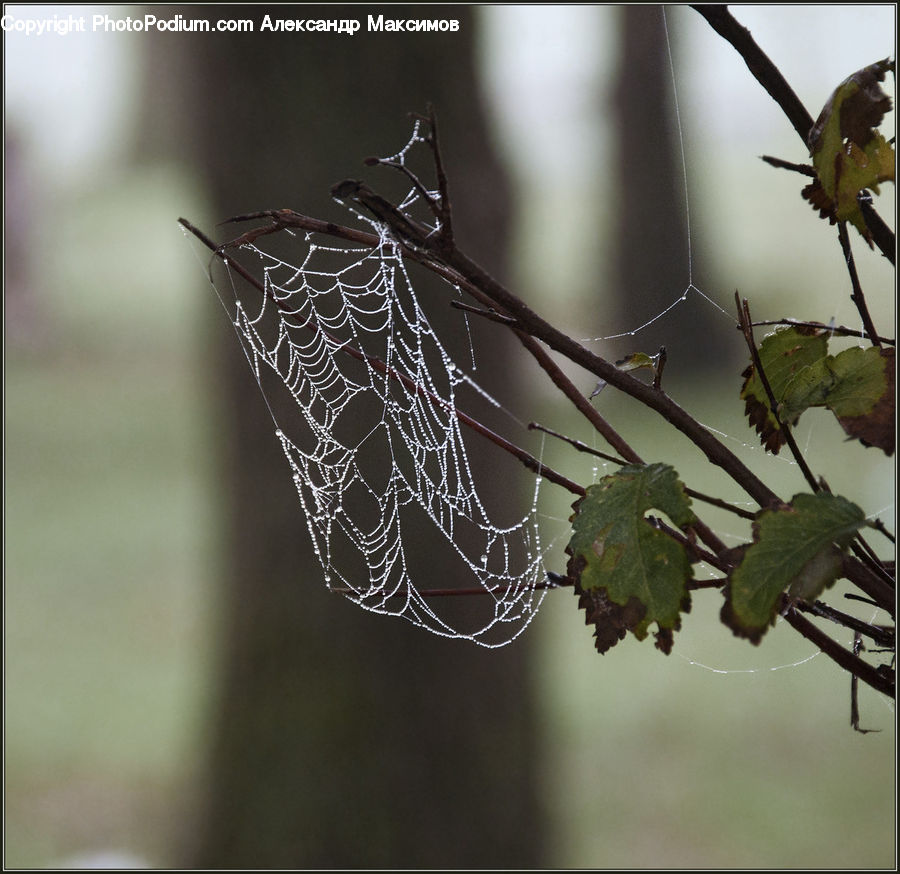 Arachnid, Garden Spider, Insect, Invertebrate, Spider, Plant, Ivy