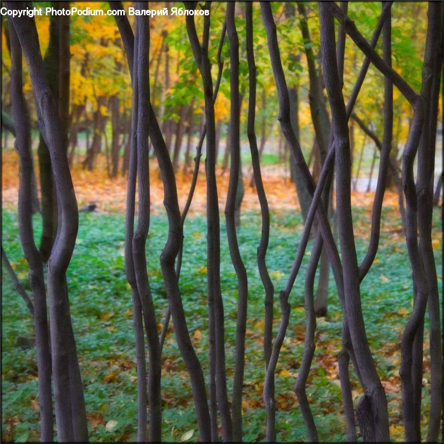 Forest, Vegetation, Grove, Land, Plant, Tree, Blossom