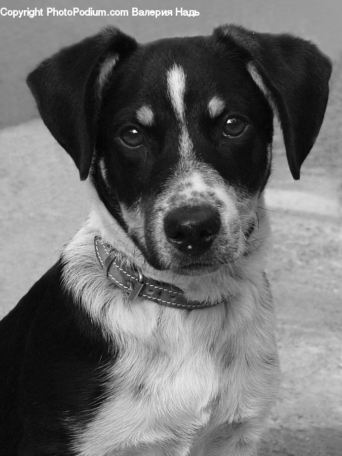 Animal, Canine, Dog, Mammal, Pet, Pointer, Adorable