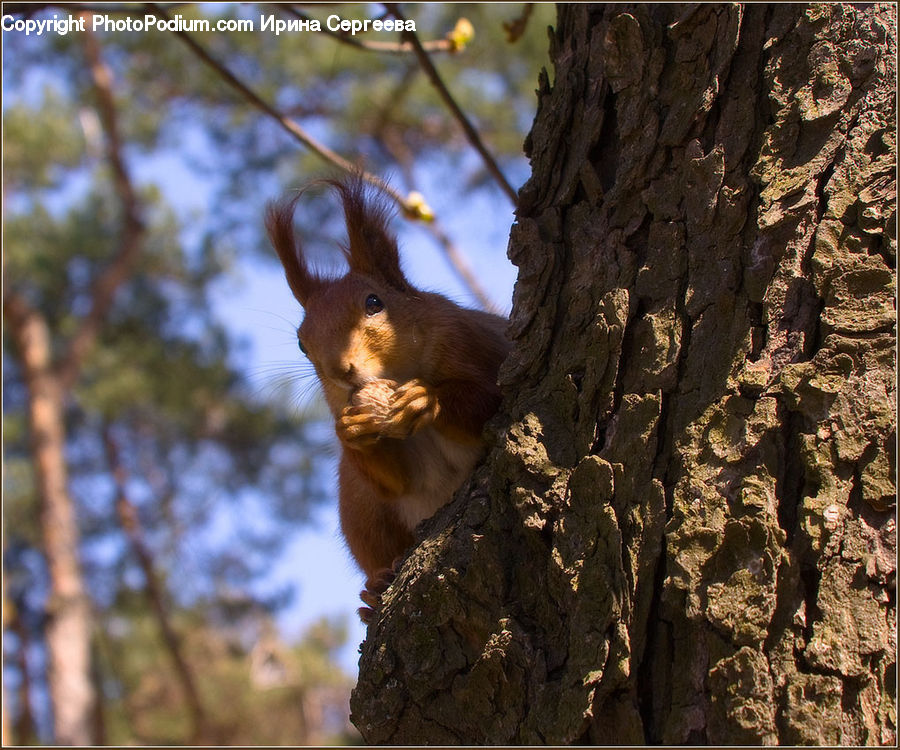 Animal, Mammal, Rodent, Squirrel, Deer, Wildlife, Forest