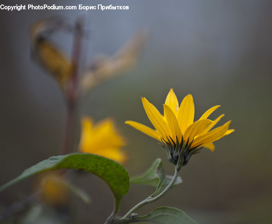 Flora, Flower, Plant, Treasure Flower, Asteraceae, Blossom, Daisies