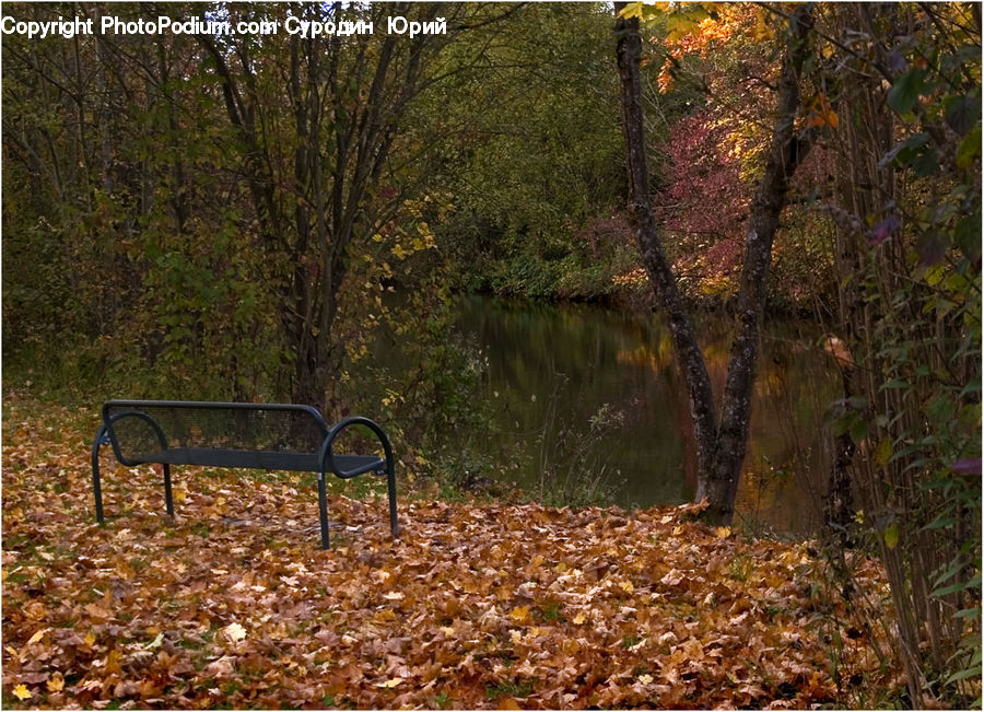 Bench, Chair, Furniture, Forest, Jungle, Rainforest, Vegetation