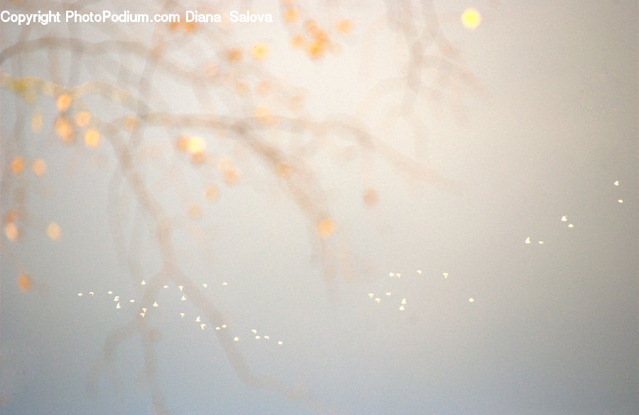 Fog, Light