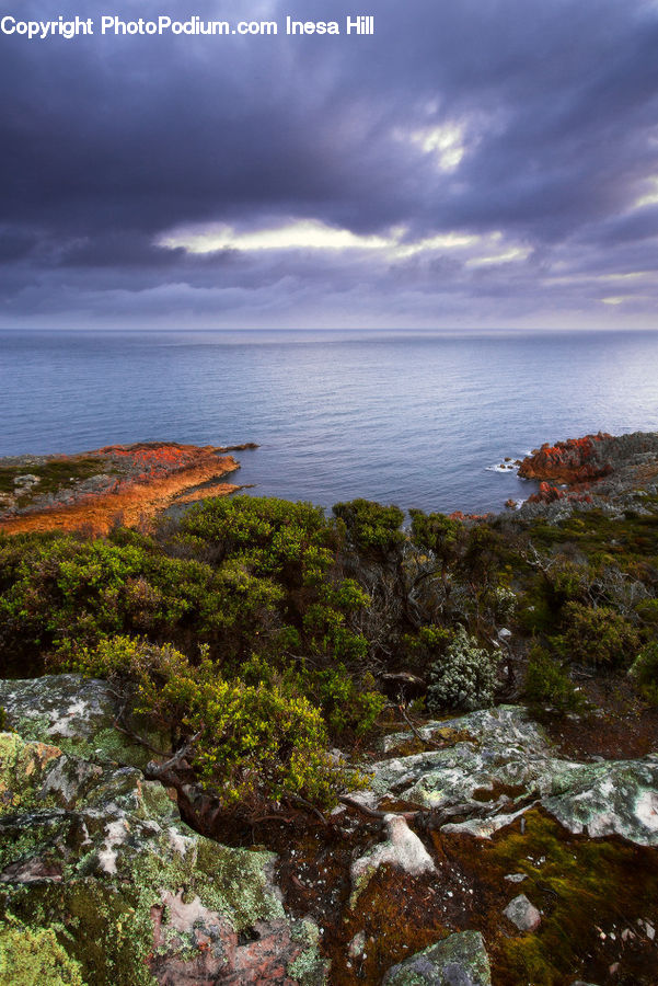 Seaweed, Creek, Outdoors, River, Water, Coast, Sea
