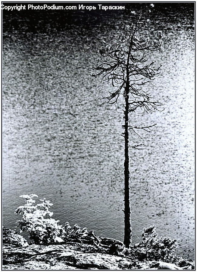 Fence, Wall, Birch, Tree, Wood, Water, Plant