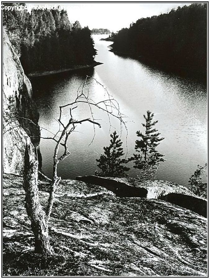 Conifer, Fir, Spruce, Wood, Pine, Plant, Tree