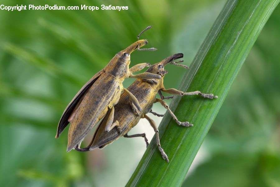 Cricket Insect, Grasshopper, Insect, Invertebrate, Animal, Mammal, Rodent